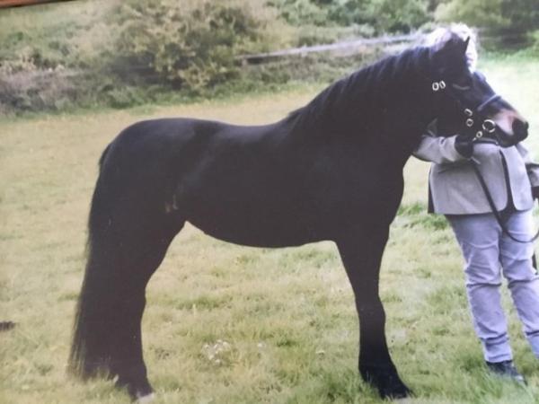 Image 2 of Registered Dartmoor pony