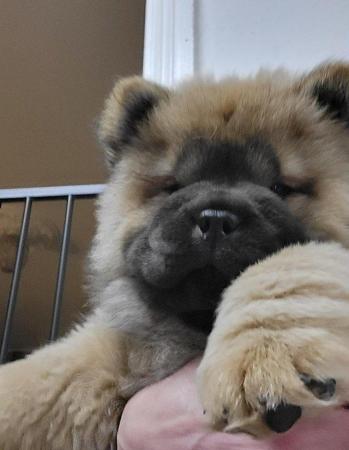 Image 14 of Ready now Kc Chowchow Puppies