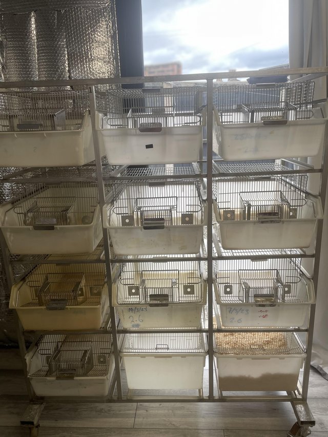 Preview of the first image of N.K.P cages 12 tub rodent rack.