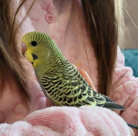 Image 1 of Hand Reared Tamed Baby Budgie