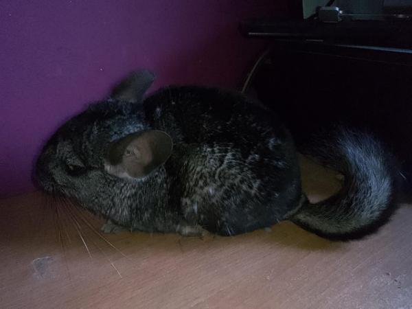 Image 4 of Cheeky Chinchillas for Sale