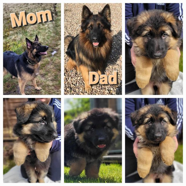 Preview of the first image of German Shepherds puppies READY THIS WEEKEND.