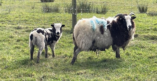Image 2 of Registered Jacob ewe with female lamb