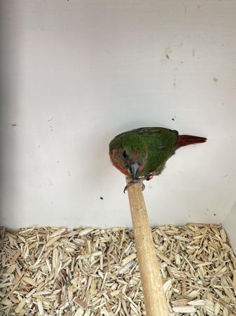 Image 5 of Red Headed (Split for Lutino & Sea Green) Parrot Finch Cocks