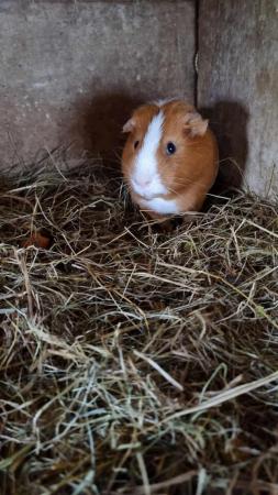 Image 5 of 3x bonded male guineapigs