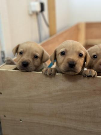 Image 7 of Golden and red fox Labrador puppies looking for their homes