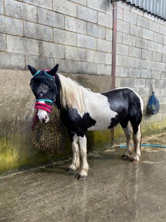 Image 13 of 13hh LightlyBacked Cob Mare Riding Pony/Ride & Drive Project