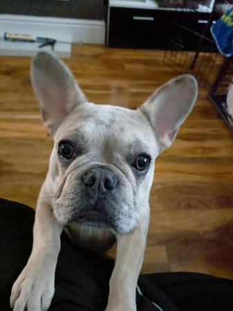 Image 3 of French bulldog 7 months old girl