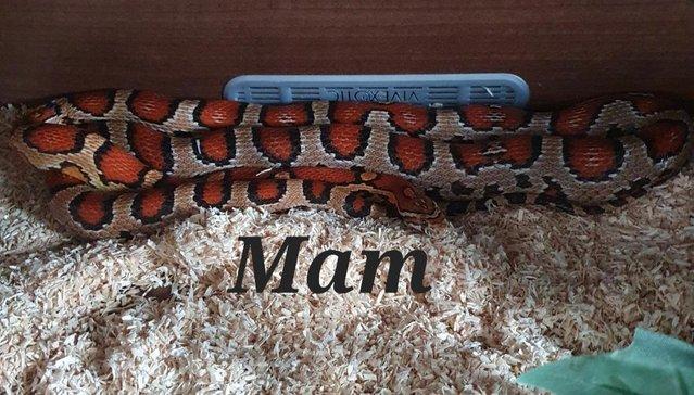 Preview of the first image of Okeetee het amel corn snakes ready now.