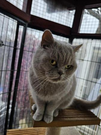 Image 5 of British Shorthair -Lilac Queen for sale