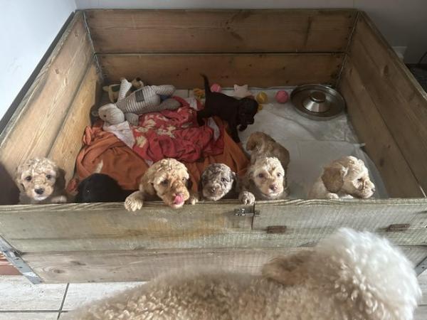 Image 4 of 10 weeks old, poodle cross puppies ready for a new home