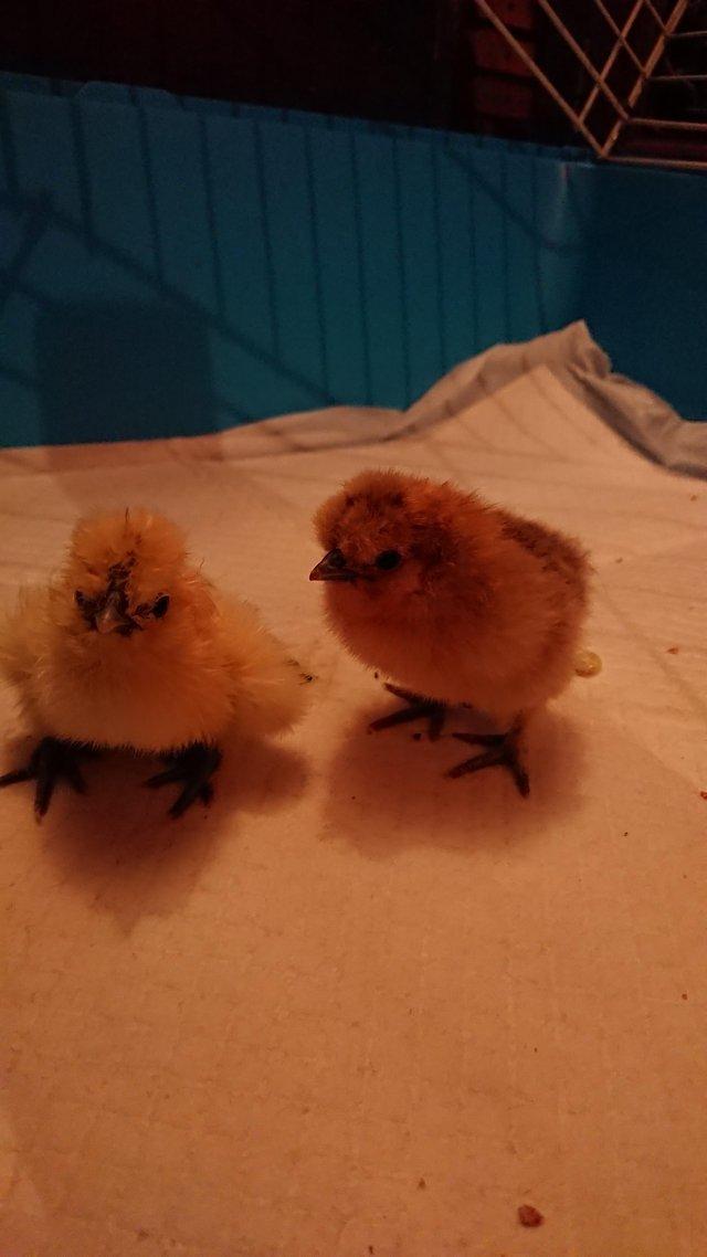 Preview of the first image of Day old Silkie bantam chicks unsexed.