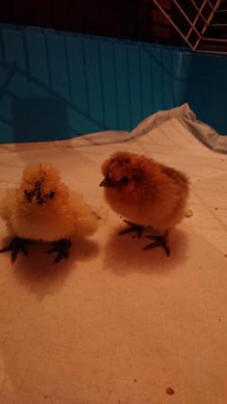 Image 1 of Day old Silkie bantam chicks unsexed