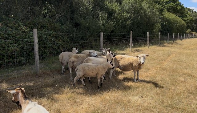 Ewes and lambs for sale Essex