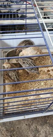 Image 2 of 7 week old xl Japanese painted quails