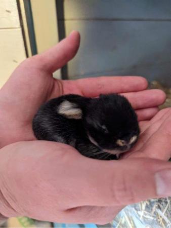 Image 7 of MINI LOP BUNNIES / 5 STAR HOMES ONLY