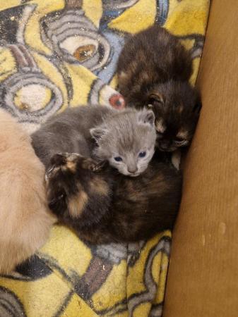 Image 4 of Mixed litter of kittens