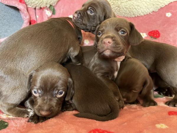 Image 2 of 4 week old Sprizsla puppies aka chocolate Vizsla