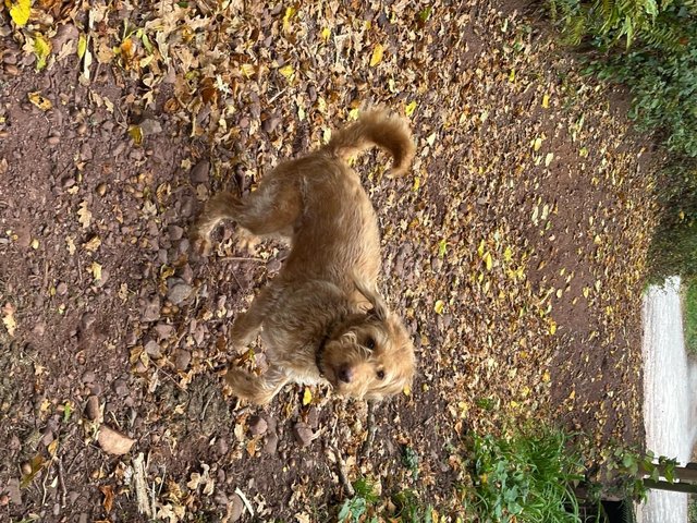 brilliant and amazing 5-year-old Labradoodle. — photo 3 of 4