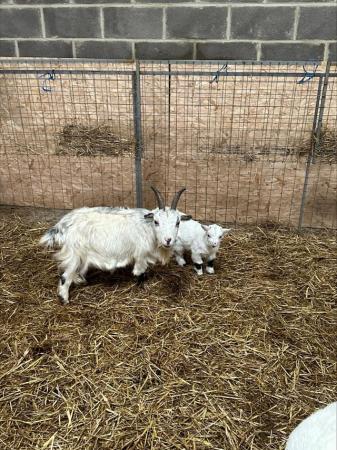 Image 2 of pigmy goats choice of two