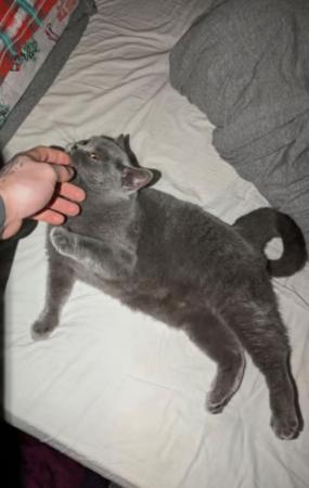 Image 1 of 2 year old British blue shorthair