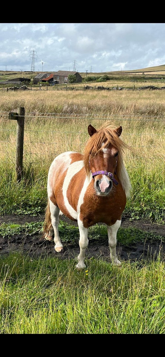 Preview of the first image of Registered Shetland Mare.