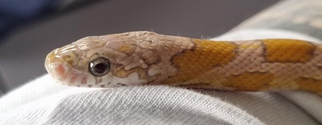 Preview of the first image of Red coat sun-kissed ghost corn snake 2yrs old approx 3ft.