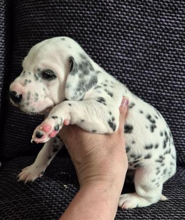 Image 11 of Kc registered dalmatian puppies