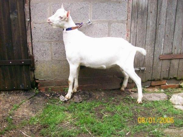 Image 2 of Well Bred YoungBritish Saanen Male
