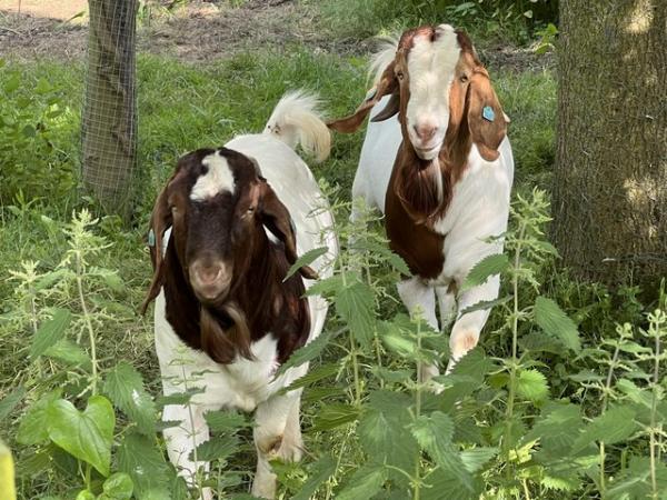 Image 1 of Full Blood Boer Goats BUCKS for sale