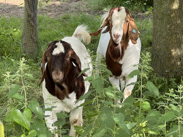 Preview of the first image of Full Blood Boer Goats BUCKS for sale.