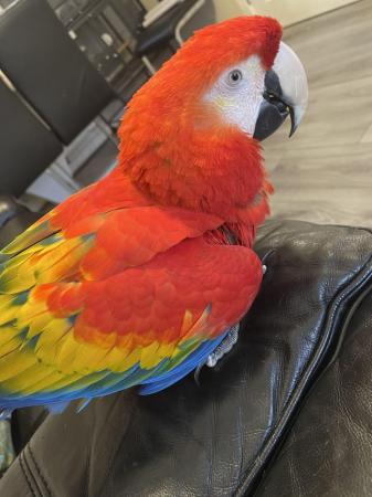 Image 5 of Super Silly Tame Female Scarlett Macaw