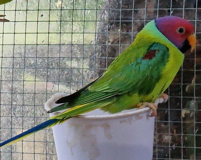 Preview of the first image of Young Male plumhead parakeet.