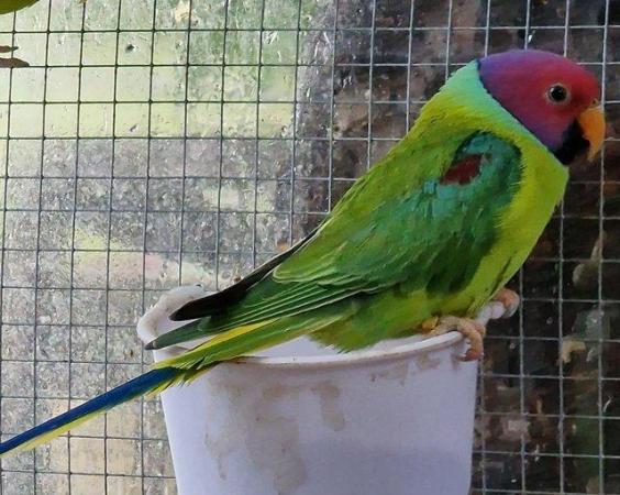 Image 1 of Young Male plumhead parakeet
