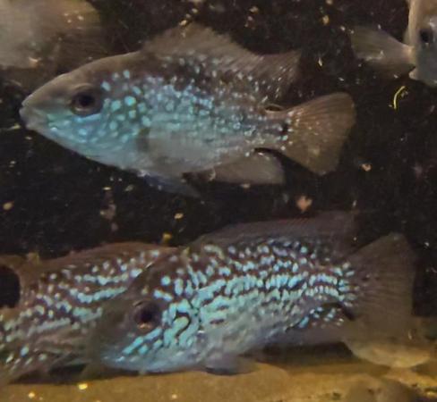 Image 2 of Unfaded Super Red Texas Cichlids