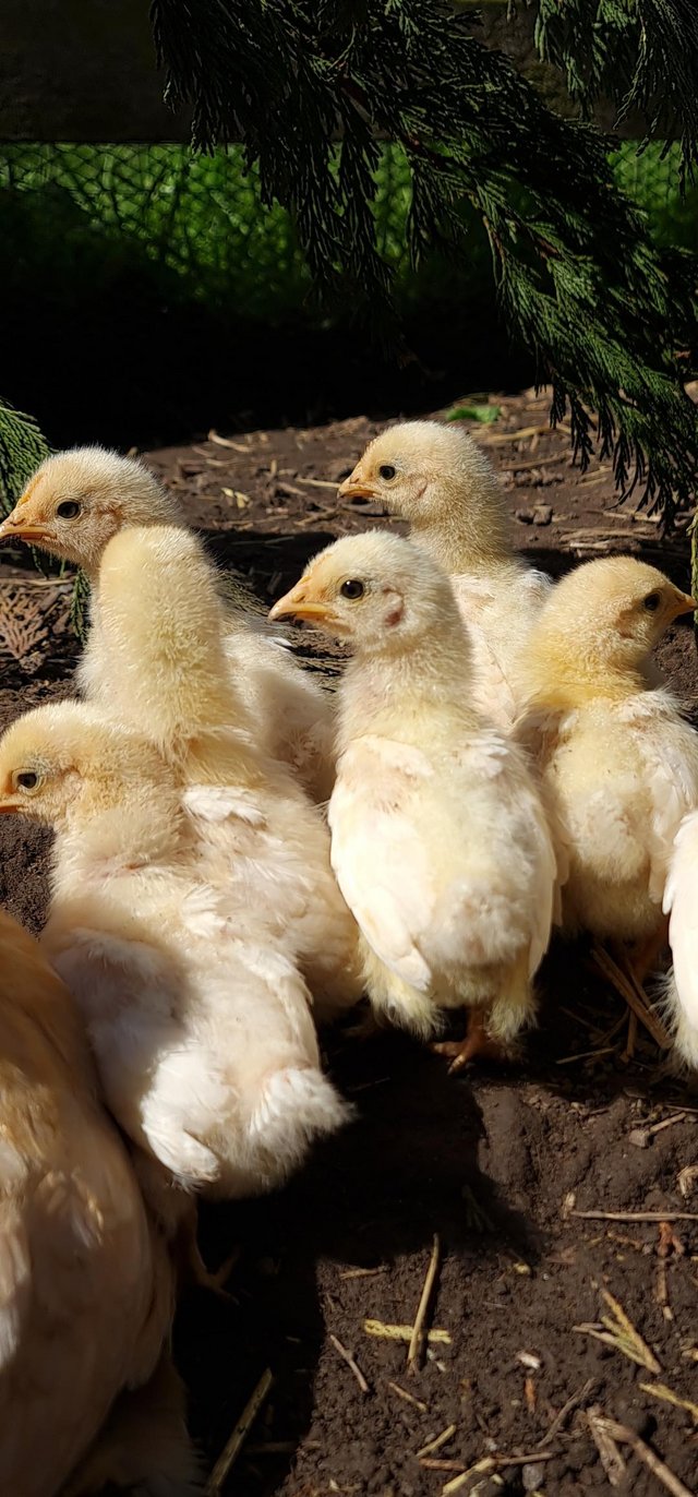 Preview of the first image of PURE BREED PEKIN BANTAM 8 WEEKS.