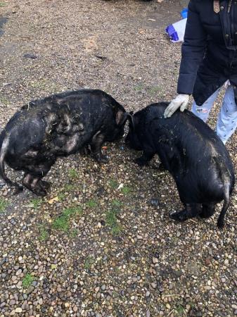 Image 3 of 2 male pigs for sale, Julianna