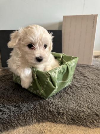 Image 3 of Pure breed small Maltese puppies
