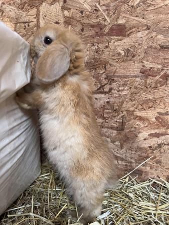 Image 2 of Mini lop rabbits baby bunnies