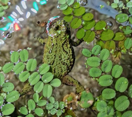 Image 1 of Female Fire Bellied Toad (Bombina orientalis)