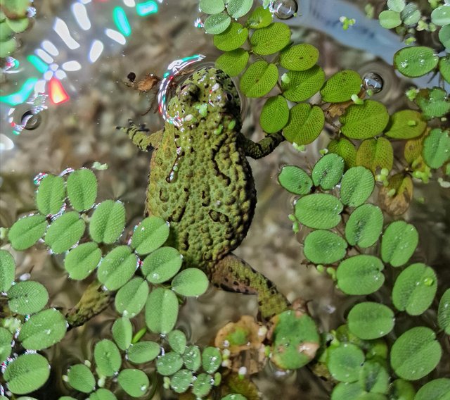 Preview of the first image of Female Fire Bellied Toad (Bombina orientalis).