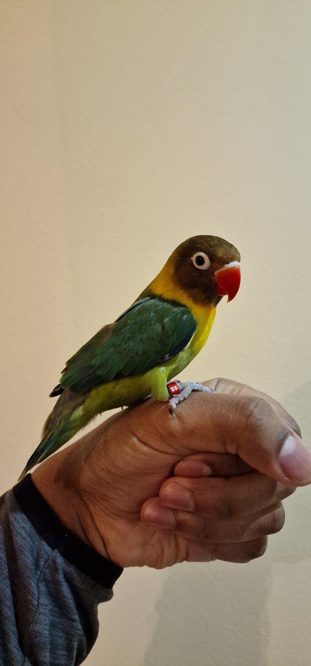 Preview of the first image of Handreared Black Masked lovebird baby for sale.