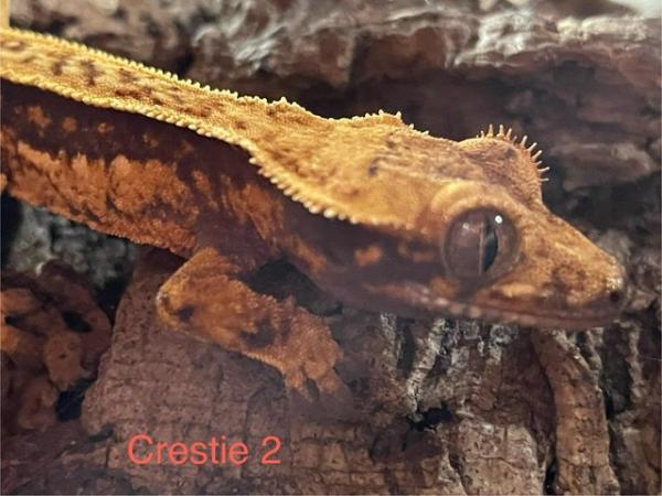 Image 7 of Baby Crested Geckos (3-4 months)