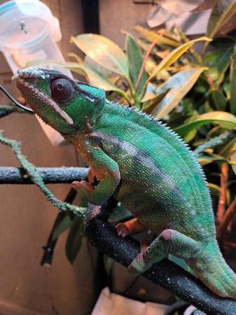 Image 2 of male panther chameleion