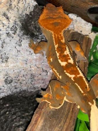 Image 3 of Tri colour polydactyl crested gecko pet home