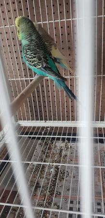 Image 2 of Bonded budgies pair for sale