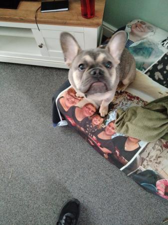Image 3 of French bulldog 7mths old male