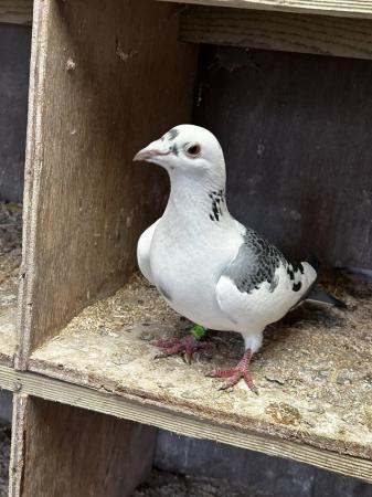 Image 5 of Racing pigeons well bred **last few remaining**