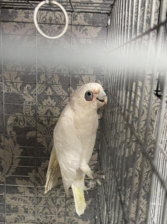 Image 3 of Corella cockatoo immaculate big bird