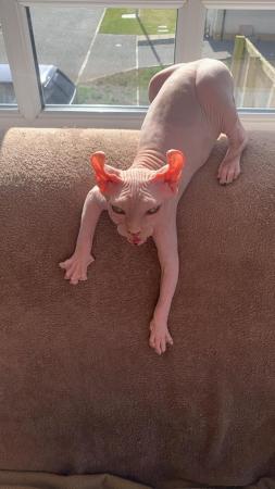 Image 6 of Sale wonderful Elf Sphynx male.